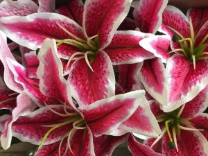 Silk lilies - artificial flowers