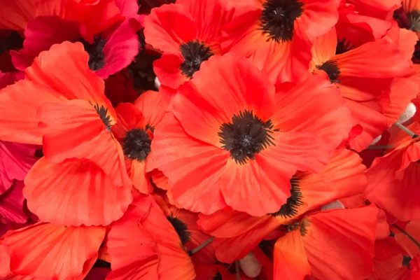 Silk poppies for Remembrance Day