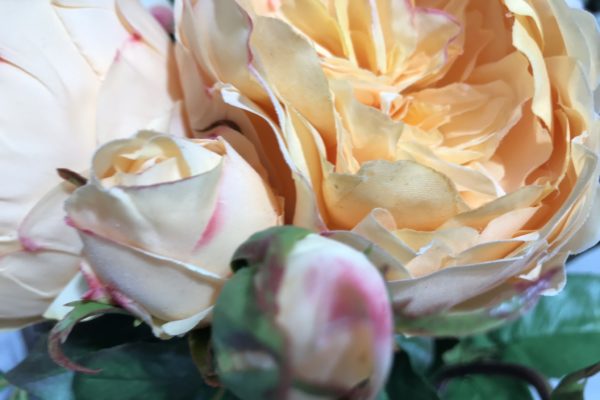Pink Pale Hybrid Rose