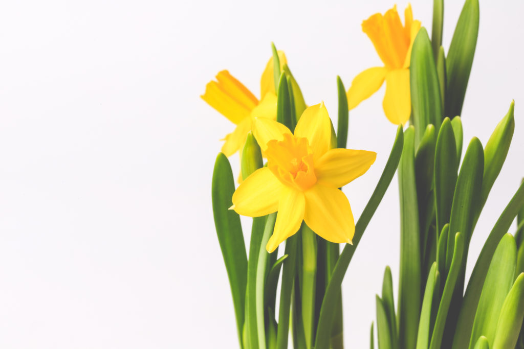 Daffodils for Mothering Sunday