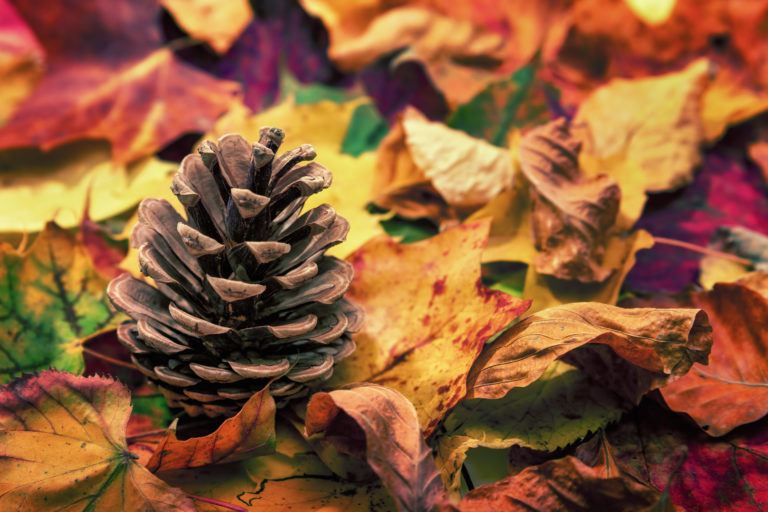 Pine cones and autumnal leaves