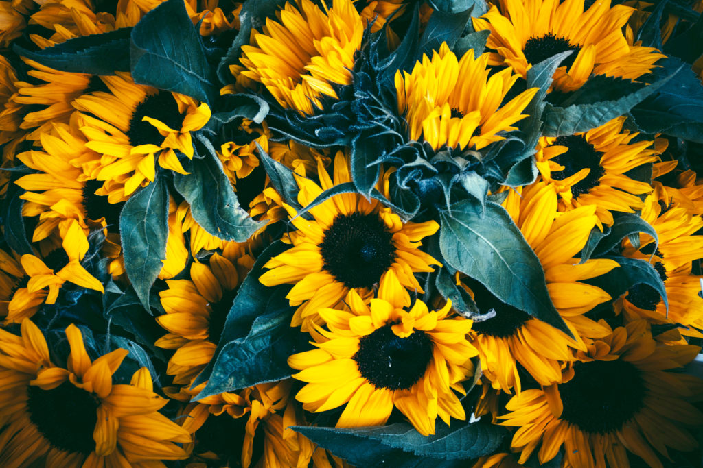 Sunflowers – a full range are in stock 