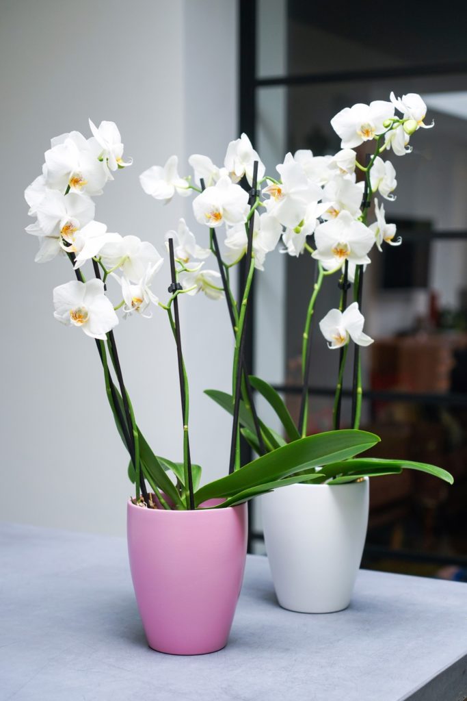 Orchid pots and faux plants